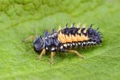 larve aziatisch lieveheersbeestje (harmonia axyridis) 5-2022 2923